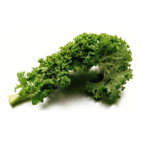Green (Scottish) Kale - Clearance - Organic