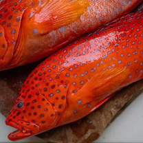 Moofish Coral Trout Fillets