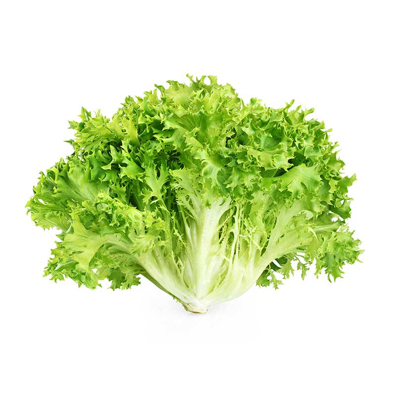 Endive Lettuce - Organic