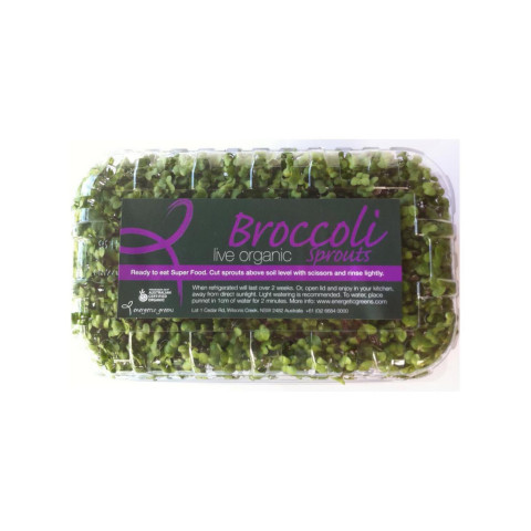 Broccoli Sprouts Live - Organic