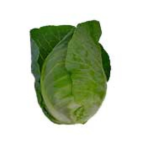 Sugarloaf Cabbage - Organic
