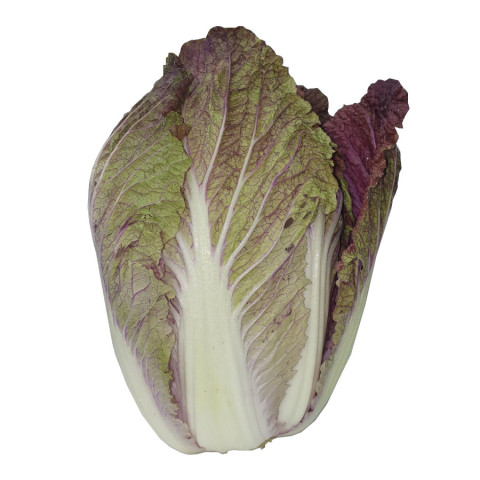 Chinese Cabbage (Wombok) Purple - Organic