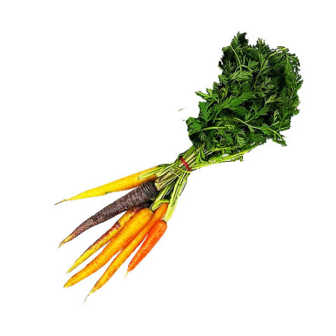 Multicolour Dutch  Carrots - Clearance - Organic