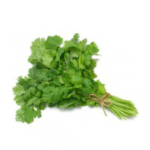 Fresh Coriander x 10 - Organic