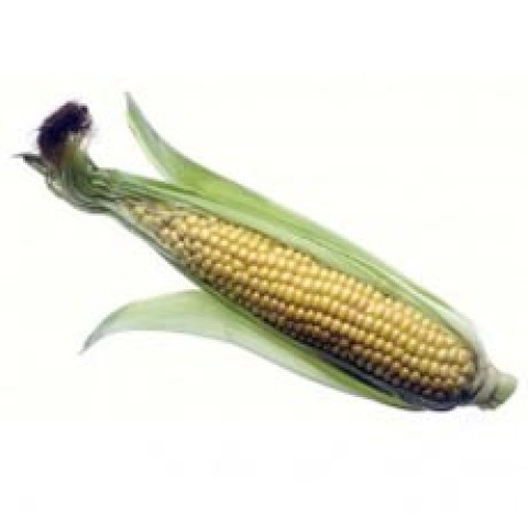 Sweet Corn - Organic