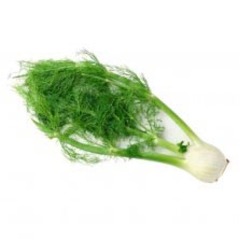 Fennel (1 bulb only) - Organic