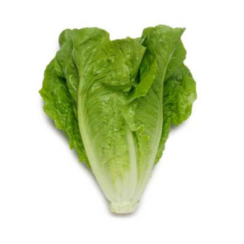 Cos Lettuce - Clearance - Organic