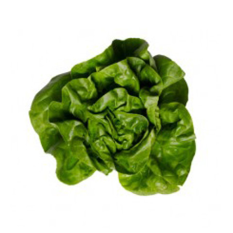 Butter Lettuce - Organic