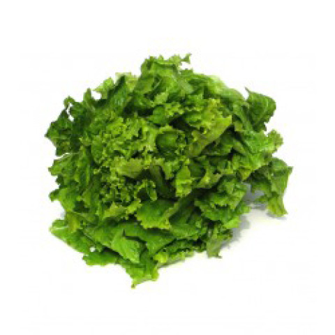 Green Oak Lettuce - Special - Organic