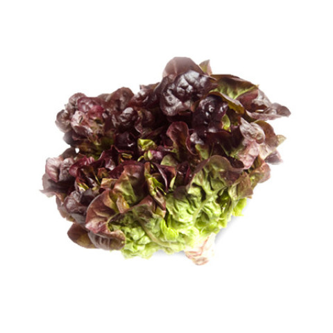 Red Oak Lettuce - Organic