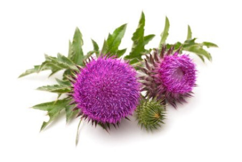 Milk Thistle - Organic