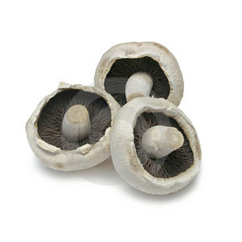 White Flats Mushrooms