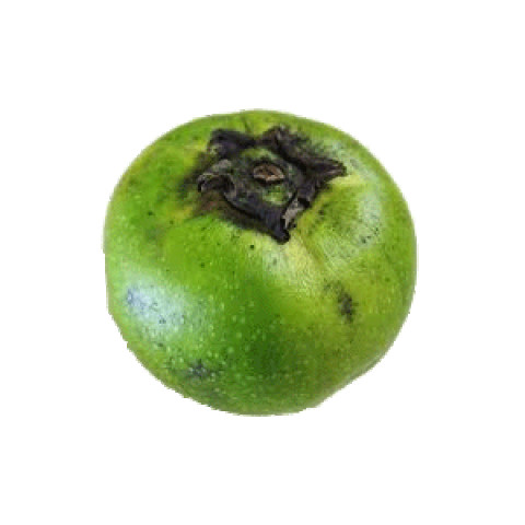 Black Sapote - Organic