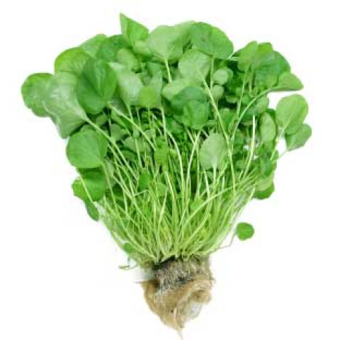 Watercress - Organic