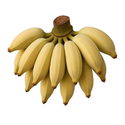 Blue Java Bananas