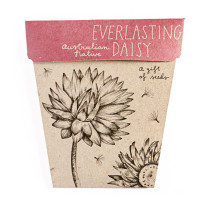 Sow 'n Sow Everlasting Daisy Seeds