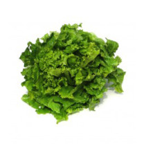 Green Oak Lettuce
