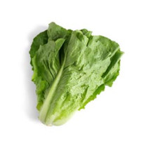 Mini Cos Lettuce - Organic