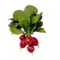 Radishes - Organic